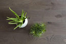BerryAlloc Parquet Les Essentiels Regular Silex Rustic 1 - Easy Floor Store
